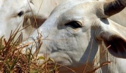 China reconhece Brasil como livre de febre aftosa