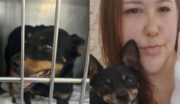 Cachorrinha de vítima de homicídio e esquartejamento é encontrada após dias desaparecida