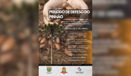 Polícia Militar Ambiental alerta para proibição da colheita do pinhão antes de abril