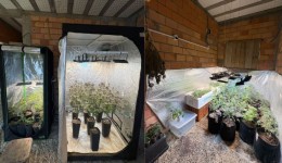 Homem que se apresentava como “terapeuta canábico” é preso por tráfico de drogas em SC