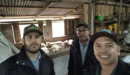Programa de incentivo à criação de ovinos e caprinos avança com ações técnicas