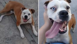 Golpista usa IA para simular resgate de cachorra e tira R$ 600 de família