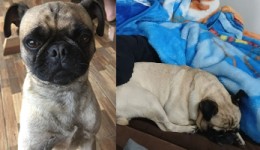 Família procura por cachorro desaparecido em Dionísio Cerqueira