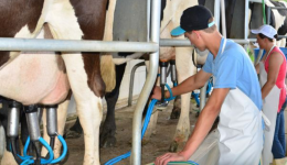 Santa Catarina lidera produtividade de leite no Brasil, com média de 17,21 litros por vaca ao dia