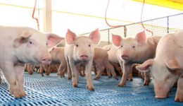 Preço do suíno acumula 13 quedas em 2026 e aumenta pressão sobre produtores de SC