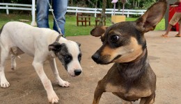 CastraPet Paraná promove ação de castração gratuita e reforça o bem-estar animal
