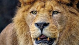 Receita libera programa da declaração do Imposto de Renda 2026; veja como baixar