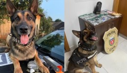 Cão policial que ajudou a apreender 12 toneladas de drogas se aposenta após diagnóstico de câncer
