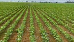 La Niña deve chegar em novembro e antecipar o plantio de soja