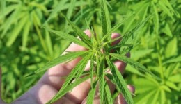 Uso de cannabis medicinal para tratar deficiência intelectual e autismo será debatido