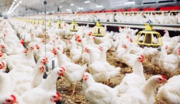 Após China e UE, Argentina suspende importações de frango do Brasil