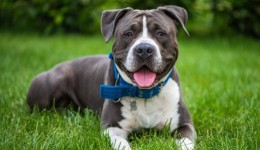 Governo de SC impõe restrições à criação e circulação de pit bulls e outras 10 raças de cães