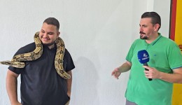 Cerqueirense mantém jiboia como animal de estimação há cinco anos e desperta curiosidade