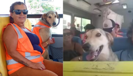 Conheça Fiv, o “cão gari” que conquistou Laguna e ajuda na limpeza urbana