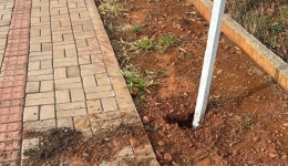 Muda de árvore é arrancada após ação ambiental nas comemorações de Dionísio Cerqueira