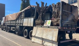 Caminhão carregado com oliveiras é apreendido em ação conjunta do BPFRON e PF