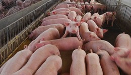 Santa Catarina alcança melhor desempenho do ano na exportação de carnes