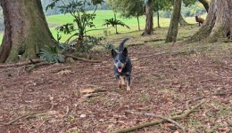 Cachorra desaparecida em Bom Jesus do Sul: família procura por Megui e oferece recompensa