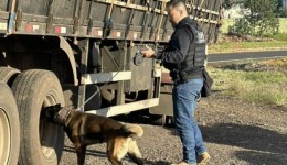 Operação FARO intensifica fiscalização e combate ao crime no Oeste catarinense com apoio de cães policiais