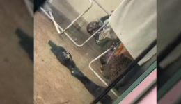 Onça-pintada é encontrada escondida em quintal de casa em Foz do Iguaçu