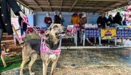 Grupo Amigo Bicho promove Arraiá com Feirinha e Desfile de Cães