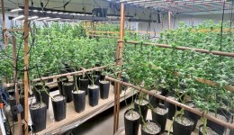 Homem tenta fugir, mas é preso após polícia descobrir plantação de maconha em residência