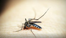 Paraná teve mais 2.880 casos de dengue e dois novos óbitos confirmados na última semana