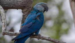 Ararinhas-azuis recapturadas testam positivo para vírus letal