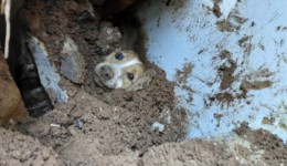 Cachorro é resgatado vivo após ficar soterrado embaixo de muro que desabou em Concórdia