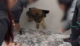 Cadela desaparecida há dez dias é encontrada dentro de parede concretada em obra