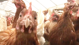Caso de gripe aviária em aves domésticas é confirmado em Mato Grosso