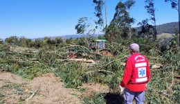 Idoso morre atingido por árvore no interior
