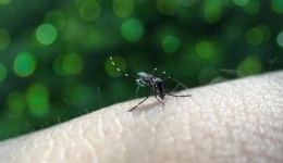 Anvisa conclui estudo técnico e aprova primeira vacina de dose única do mundo contra a dengue