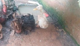 Ibama fecha zoológico clandestino no Oeste e resgata mais de 650 animais