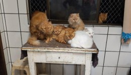 MP aciona Justiça após tutora dificultar acesso a apartamento com cerca de 400 gatos
