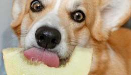 Frutas e cereais podem fazer parte da alimentação dos cães?