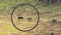 Uma onça preta com filhote está rondando Tatetos? Segundo moradores, o animal foi visto mais de uma vez