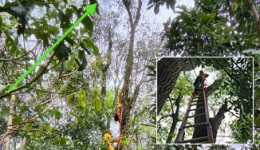 Bombeiros resgatam gato preso em árvore há três dias