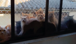 Resgate de mais de 400 gatos em Concórdia pode custar até R$ 500 mil ao município