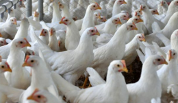 Santa Catarina bate recorde histórico nas exportações de carne de frango em 2026