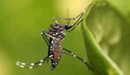 Francisco Beltrão tem 720 casos de dengue e um óbito em 2025