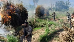 PF e autoridades paraguaias intensificam combate ao cultivo de maconha na fronteira