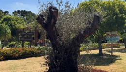 Novo patrimônio natural passa a integrar espaços públicos de Santo Antônio do Sudoeste