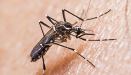 Três novos casos de chikungunya são confirmados