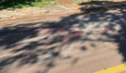 Homem atira em pitbull após ser atacado na rua em Cascavel