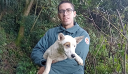 Cão é resgatado após passar quatro dias preso em penhasco de 30 metros