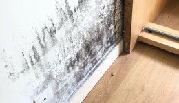 O perigo invisível do mofo dentro de casa