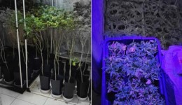Advogado é preso por cultivar estufa com centenas de pés de maconha