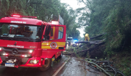 Temporal causa queda de árvores e bloqueia BR-282