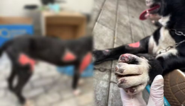 Tutor é preso por arrastar cão amarrado em caminhão por 1 km em Blumenau